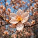 День цветения апельсина (National Orange Blossom Day) в США