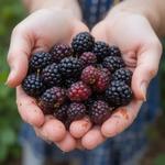 День отравленной ежевики (National Poisoned Blackberries Day) в США