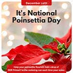 День пуансеттии (National Poinsettia Day) в США