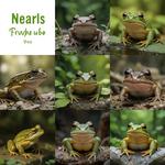 Всемирный день лягушки (World Frog Day)