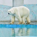 День заплыва «полярных медведей» (Polar Bear Swim Day), Канада